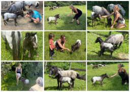 Falabella Miniature Horse For Sale - Toyland Ambiance