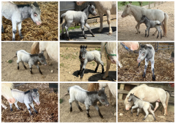 Falabella Miniature Horse For Sale - Toyland Charisma
