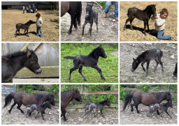 Falabella Miniature Horse For Sale - Toyland Inspiration
