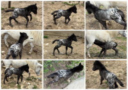 Falabella Miniature Horse For Sale - Simple Pleasure
