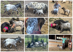 Falabella Miniature Horse For Sale - Toyland Sombrero