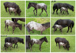 Falabella Miniature Horse For Sale - Toyland Pristina