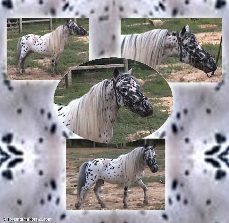 Falabella AF Cinzano-30in#.jpg