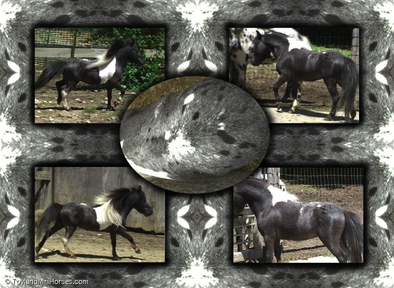 Falabella AF Relampago-27#.jpg