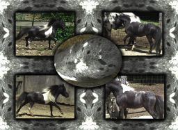 Falabella AF Relampago-27in_Reference Sire